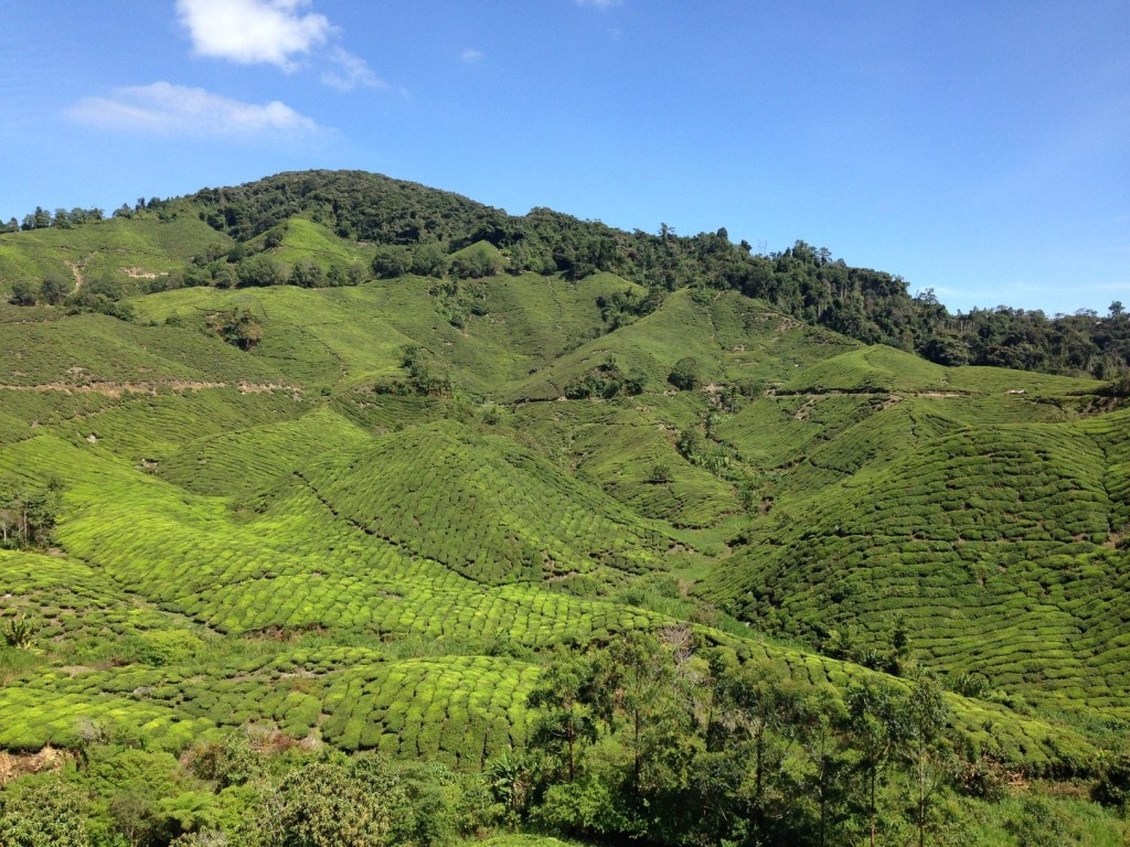 Drinking Cameron Highlands tea and picking strawberries
