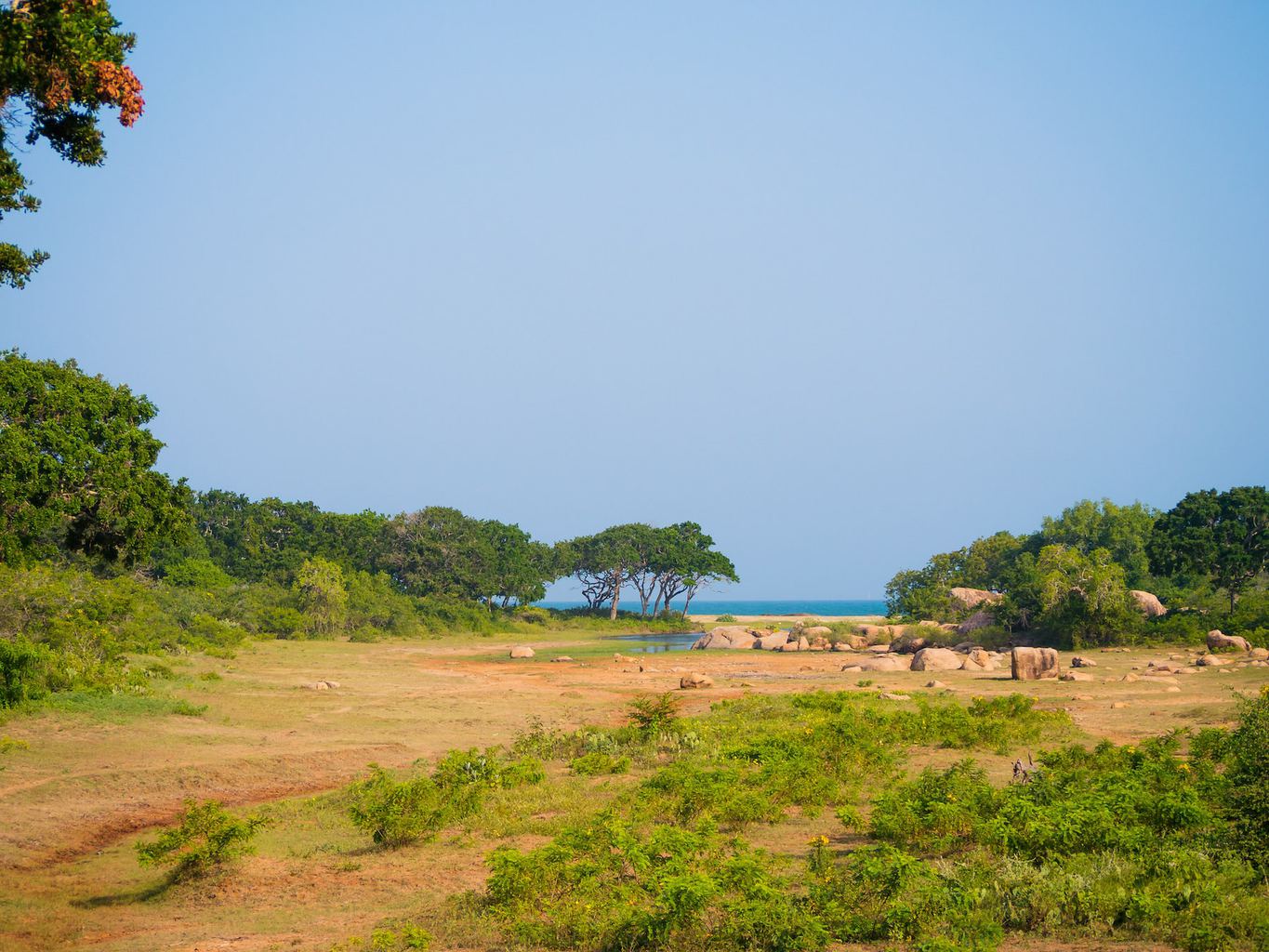 Guide to spotting leopards in Sri Lanka's Yala National Park