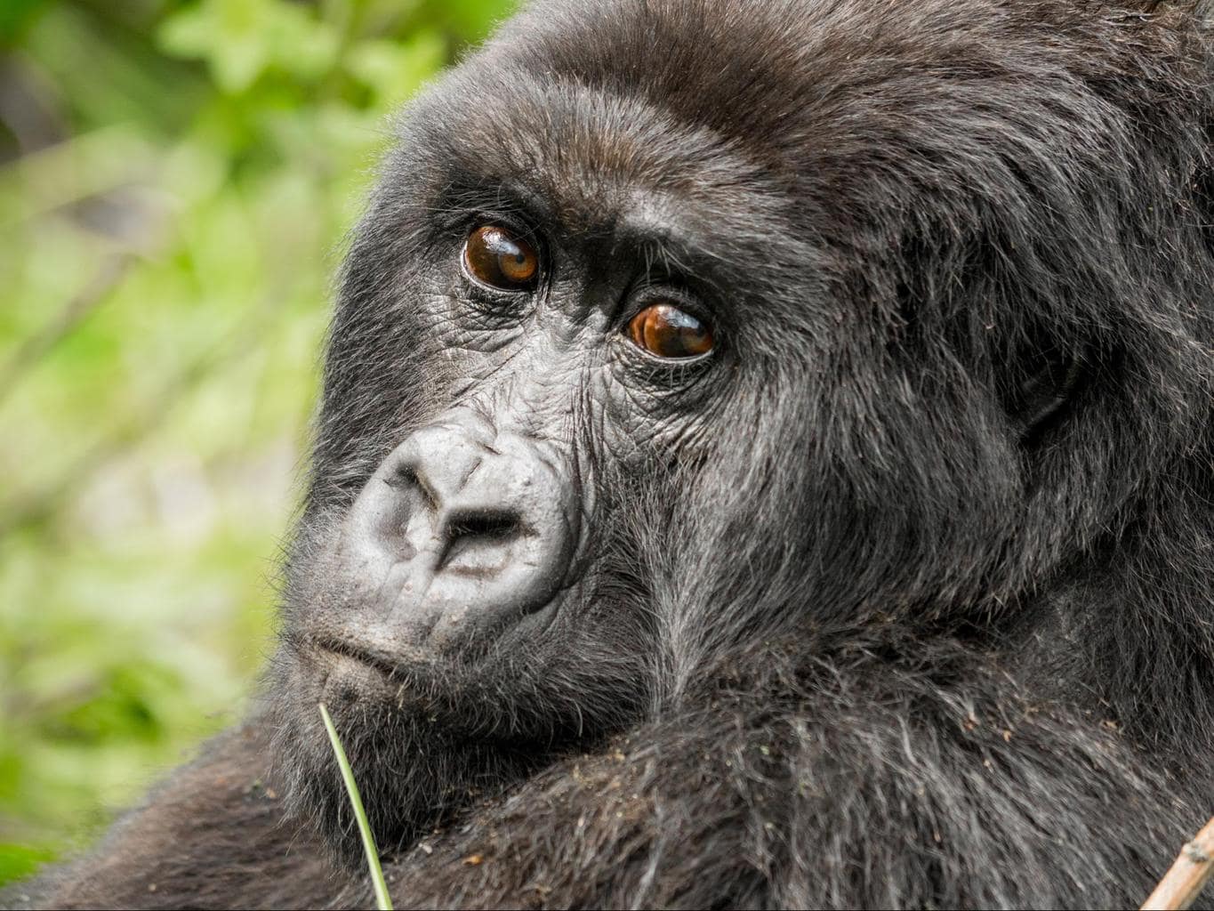 A female gorilla