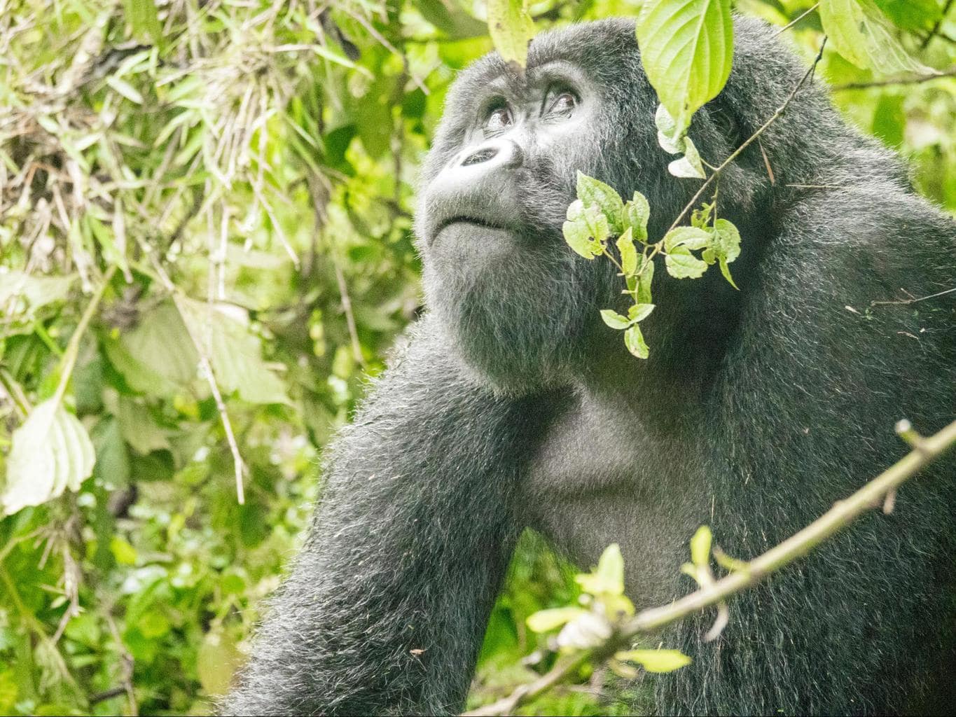 Agashya silverback gorilla