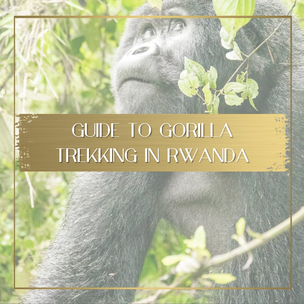 Gorilla Trekking in Rwanda feature