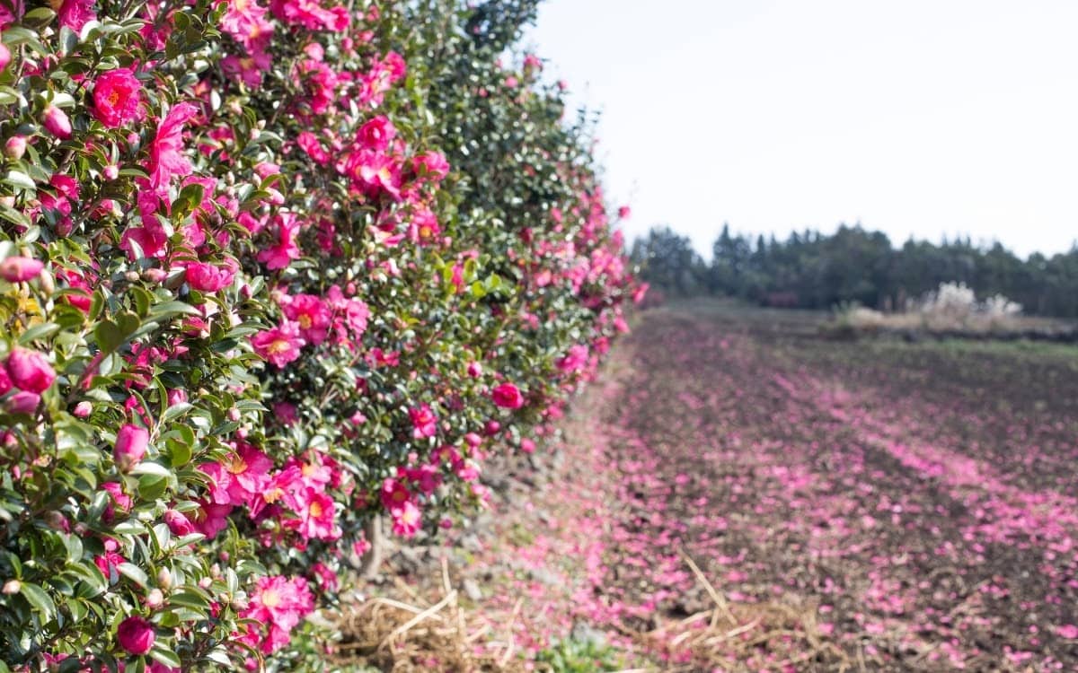 The camellias bloom in winter in Jeju