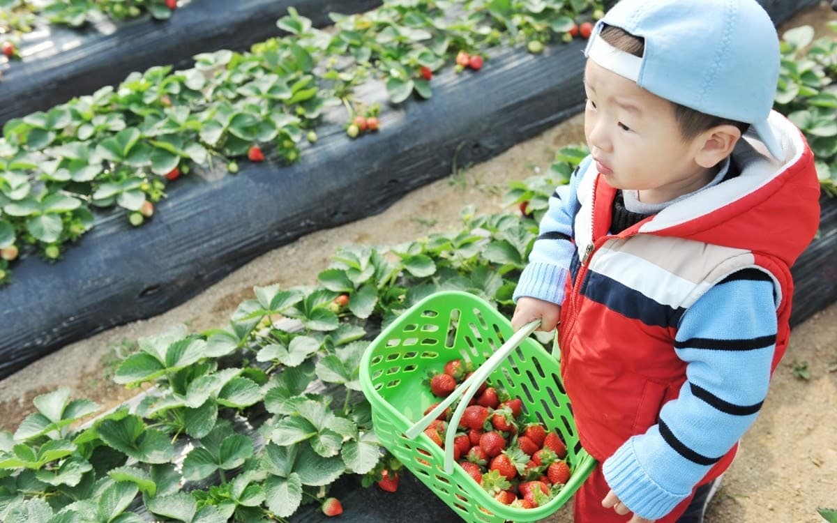 Picking strawberries in Namyangju
