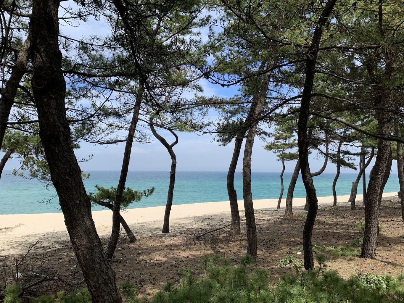 Pine trees on the beaches
